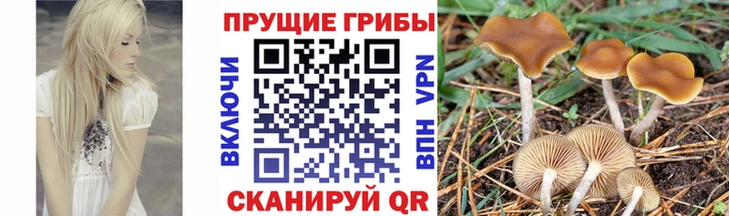 сколько стоит  Сертолово  Псилоцибиновые грибы мухоморы 